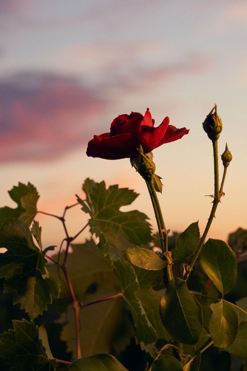 Close up of rose in vineyard with pink sunset sky in background